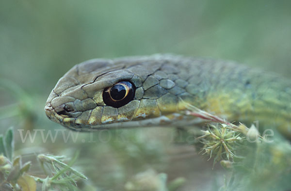 Östliche Eidechsennatter (Malpolon insignitus)