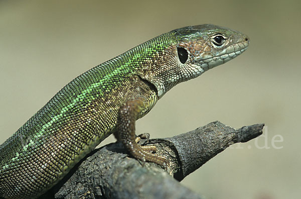 Östliche Smaragdeidechse ssp. (Lacerta viridis meridionalis)