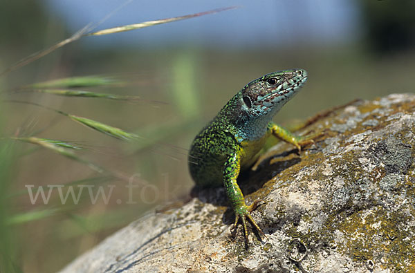 Östliche Smaragdeidechse ssp. (Lacerta viridis meridionalis)