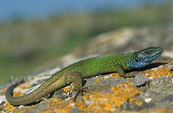 Östliche Smaragdeidechse ssp. (Lacerta viridis meridionalis)