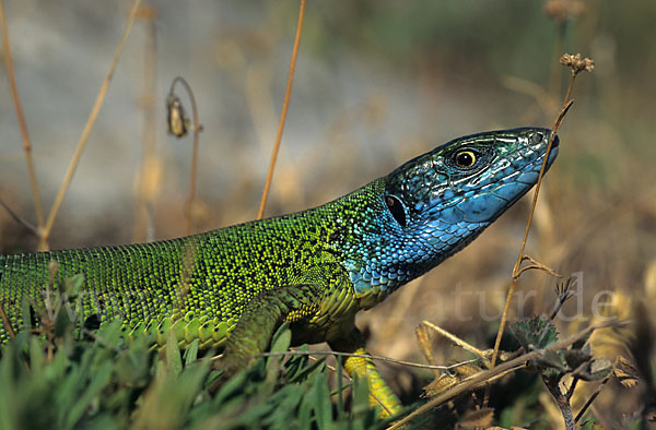 Östliche Smaragdeidechse ssp. (Lacerta viridis meridionalis)