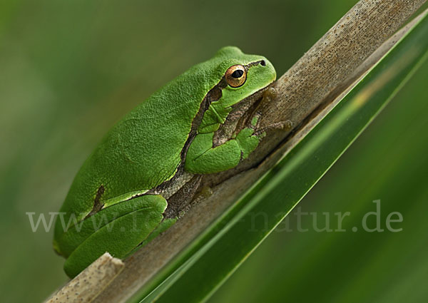 Östlicher Laubfrosch (Hyla orientalis)