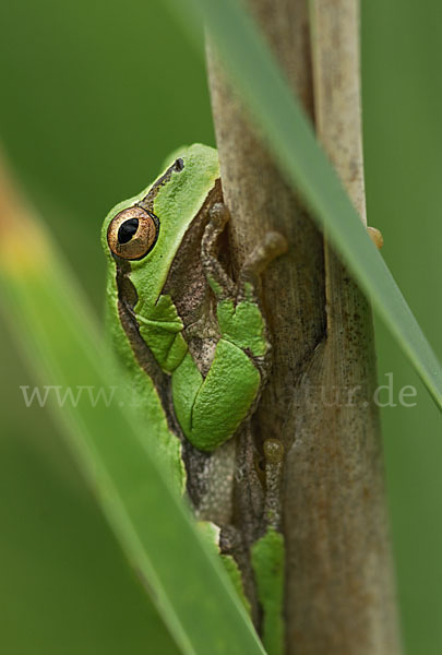 Östlicher Laubfrosch (Hyla orientalis)