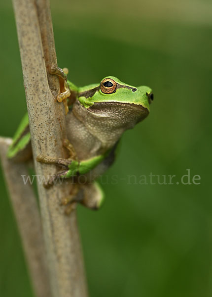 Östlicher Laubfrosch (Hyla orientalis)