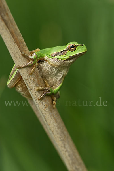 Östlicher Laubfrosch (Hyla orientalis)