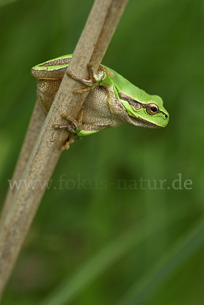 Östlicher Laubfrosch (Hyla orientalis)