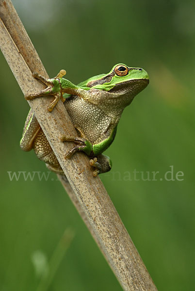 Östlicher Laubfrosch (Hyla orientalis)