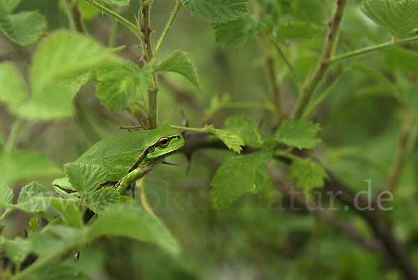 Östlicher Laubfrosch (Hyla orientalis)