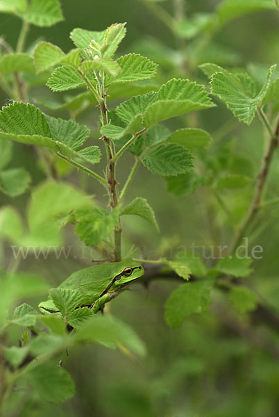 Östlicher Laubfrosch (Hyla orientalis)