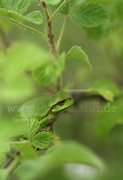 Östlicher Laubfrosch (Hyla orientalis)