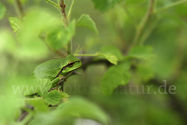 Östlicher Laubfrosch (Hyla orientalis)