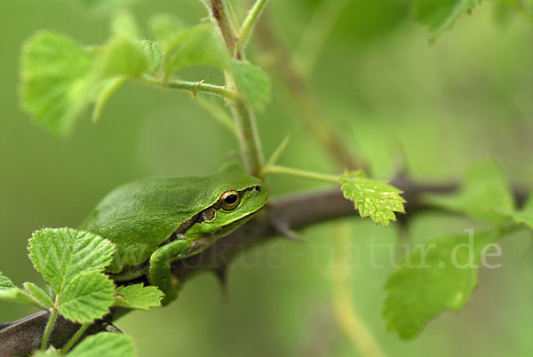 Östlicher Laubfrosch (Hyla orientalis)