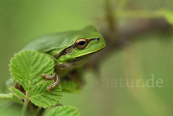 Östlicher Laubfrosch (Hyla orientalis)