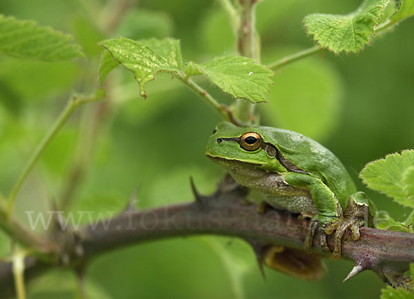 Östlicher Laubfrosch (Hyla orientalis)