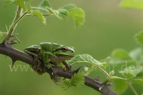 Östlicher Laubfrosch (Hyla orientalis)