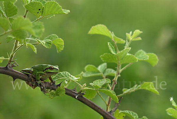 Östlicher Laubfrosch (Hyla orientalis)