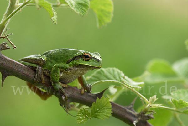 Östlicher Laubfrosch (Hyla orientalis)