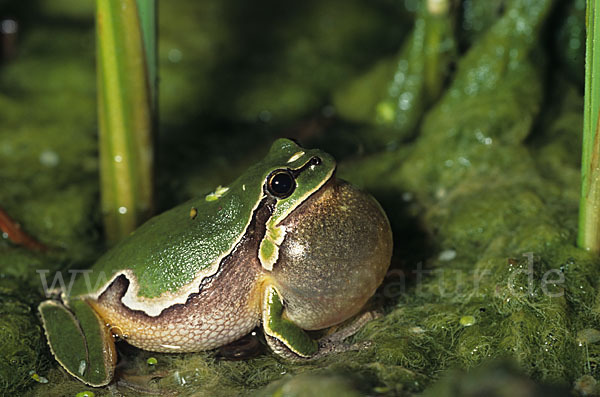 Östlicher Laubfrosch (Hyla orientalis)