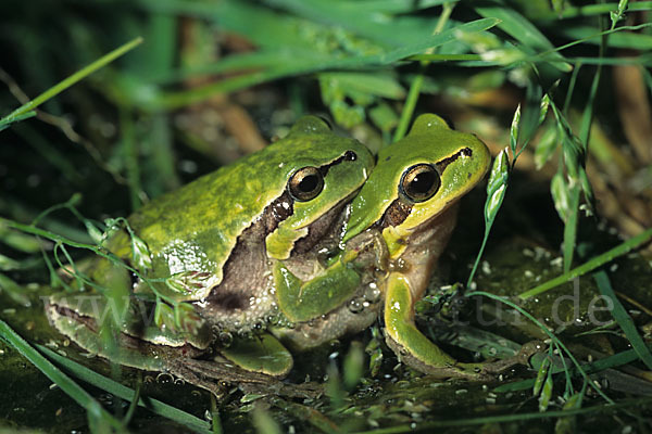 Östlicher Laubfrosch (Hyla orientalis)