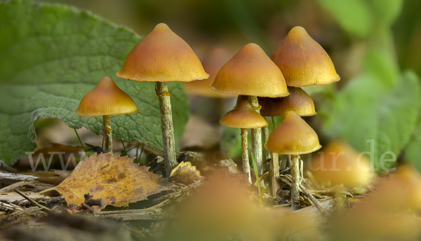 Überhäuteter Häubling (Galerina autumnalis)