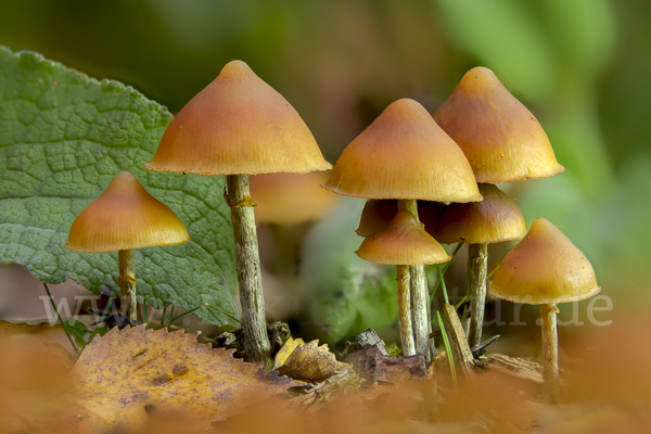 Überhäuteter Häubling (Galerina autumnalis)