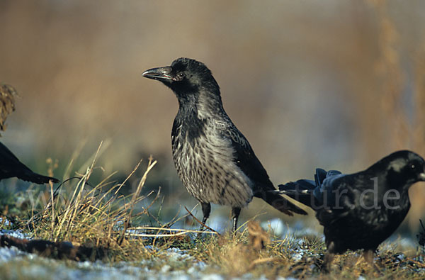 Aaskrähe (Corvus corone)