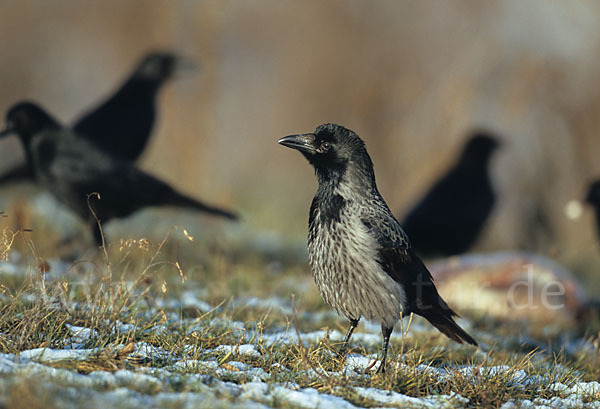 Aaskrähe (Corvus corone)