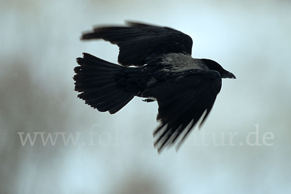 Aaskrähe (Corvus corone)