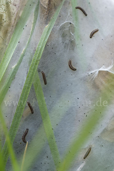 Abbiß-Scheckenfalter (Eurodryas aurinia)