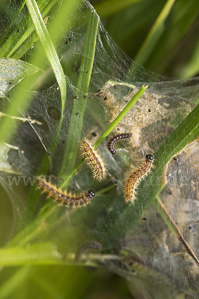 Abbiß-Scheckenfalter (Eurodryas aurinia)