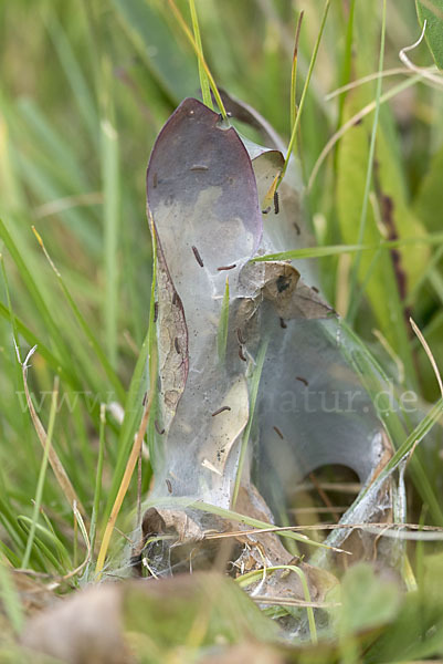 Abbiß-Scheckenfalter (Eurodryas aurinia)