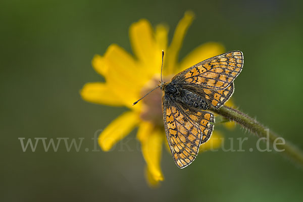 Abbiß-Scheckenfalter (Eurodryas aurinia)