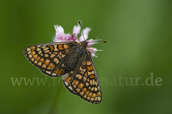 Abbiß-Scheckenfalter (Eurodryas aurinia)