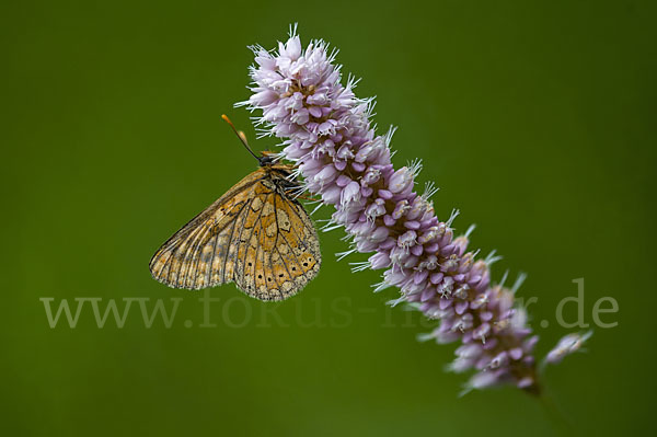 Abbiß-Scheckenfalter (Eurodryas aurinia)