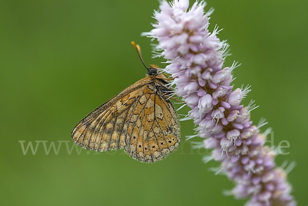 Abbiß-Scheckenfalter (Eurodryas aurinia)