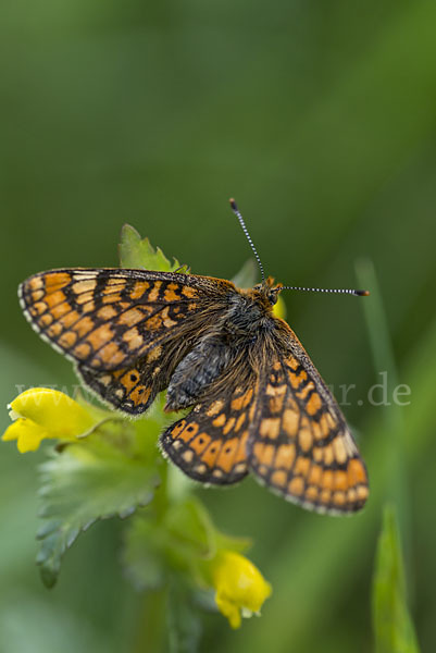 Abbiß-Scheckenfalter (Eurodryas aurinia)