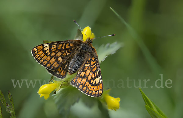 Abbiß-Scheckenfalter (Eurodryas aurinia)