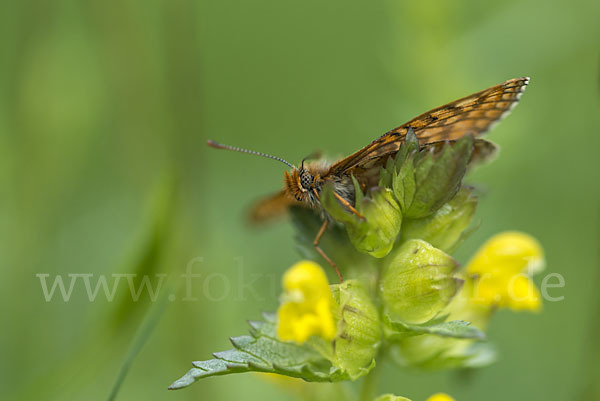 Abbiß-Scheckenfalter (Eurodryas aurinia)