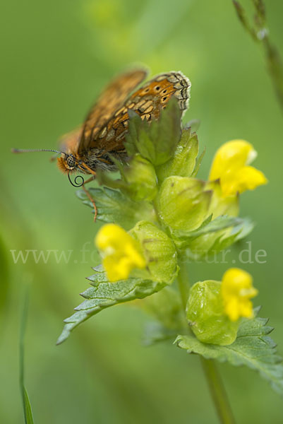 Abbiß-Scheckenfalter (Eurodryas aurinia)