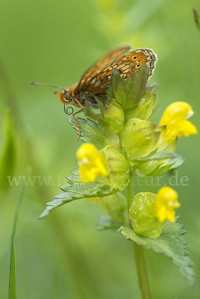 Abbiß-Scheckenfalter (Eurodryas aurinia)