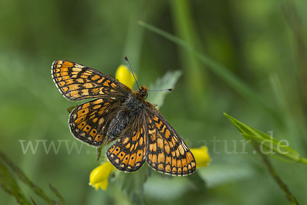 Abbiß-Scheckenfalter (Eurodryas aurinia)