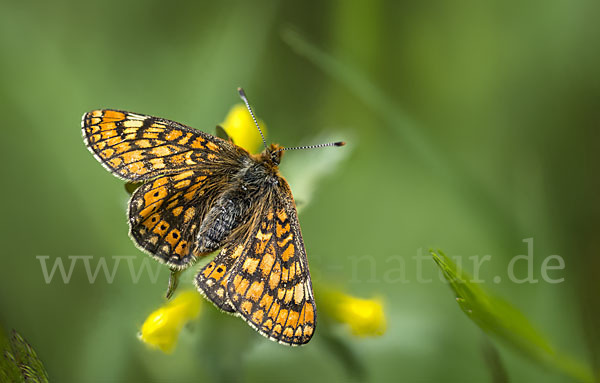 Abbiß-Scheckenfalter (Eurodryas aurinia)