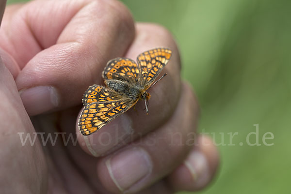 Abbiß-Scheckenfalter (Eurodryas aurinia)