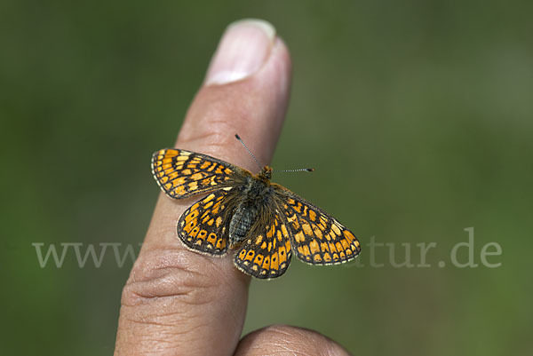 Abbiß-Scheckenfalter (Eurodryas aurinia)