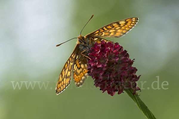 Abbiß-Scheckenfalter (Eurodryas aurinia)