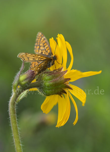 Abbiß-Scheckenfalter (Eurodryas aurinia)