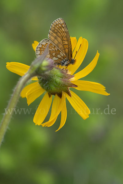 Abbiß-Scheckenfalter (Eurodryas aurinia)