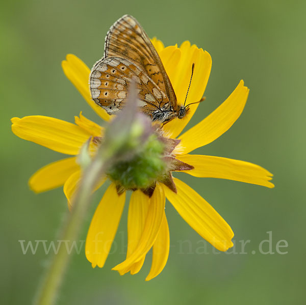 Abbiß-Scheckenfalter (Eurodryas aurinia)