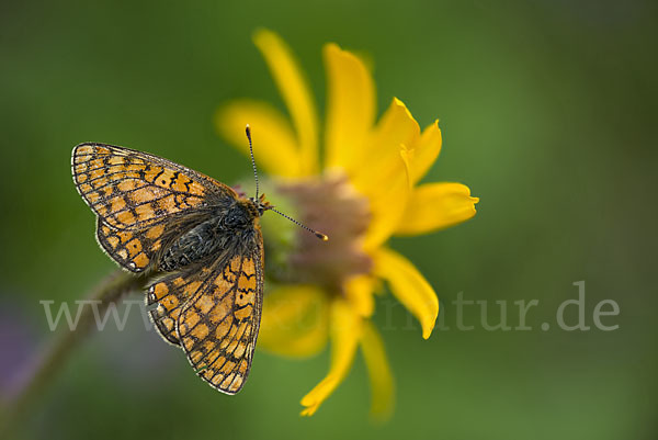 Abbiß-Scheckenfalter (Eurodryas aurinia)