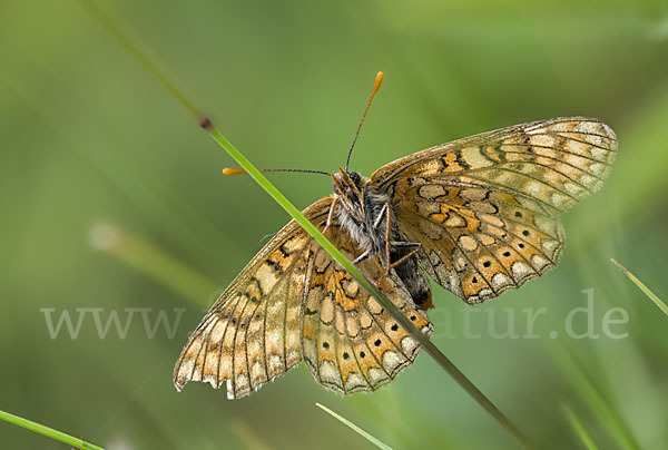 Abbiß-Scheckenfalter (Eurodryas aurinia)